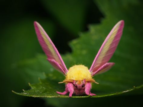 Rosemary Maple Moth, Rosie Maple Moth, Rosey Maple Moths, Rosy Maple Moth Aesthetic, Rose Maple Moth, Christine Tattoo, Rosy Maple Moth Tattoo, Rosy Moth, Maple Moth