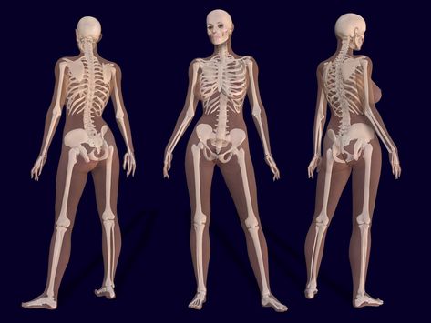 https://flic.kr/p/4XChZ2 | 3D Female Skeleton Anatomy | 3D render of a female skeleton with body shape // 3D Renderbild eines weiblichen Skeletts mit Körperkontur  (ASSUME THIS IS UNDER COPYRIGHT AND FOR ARTISTIC INSPIRATION ONLY; NO OTHER INFORMATION) The Human Skeleton, Female Skeleton, Human Skeleton Anatomy, Anatomy Bones, Skeleton Anatomy, Skeleton Drawings, Human Body Anatomy, Human Anatomy Drawing, Human Skeleton