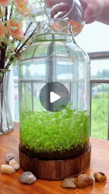 Fish Bowl Ideas Diy, Fish Bowl Ideas, Bowl Ideas, Apartment Stuff, Diy Bowl, Garden Indoor, Fish Bowl, Outdoor Plants, Herb Garden