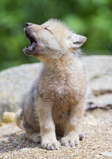 Young  Wolf cub trying to howl for the first time Baby Wolves, Arctic Wolf, Baby Wolf, Wolf Pup, Wolf Photos, Wolf Love, Wild Wolf, Wolf Pictures, Beautiful Wolves