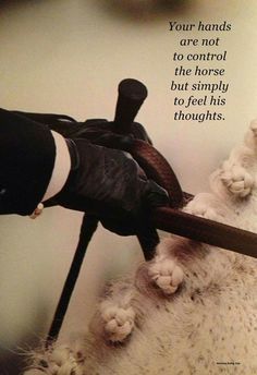 Your hands are not to control the horse but simply to feel his thoughts. - Jean Luc Cornille | Great Horse Quotes Equestrian Quotes, Horse Training Quotes, Equine Quotes, Horse Quote, Inspirational Horse Quotes, Horse Riding Quotes, Training Quotes, Riding Quotes, Horse Riding Clothes