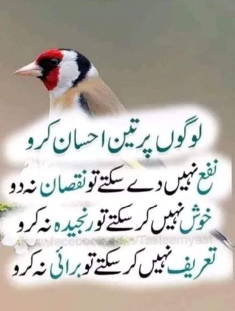 Queen Quotes Funny, Savvy Quotes, Urdu Quotes Images, Good Day Messages, Inspirational Life Lessons, Impress Quotes, Rose Flower Pictures, Animals Amazing, Good Morning Image Quotes