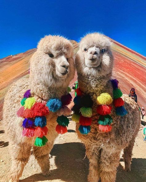 #alpaca #alpacalove #alpacasofinstagram #alpacalover #alpacaworld #cusco #cuscoperu #perutravel #lacasadefreja Peru Llama, Alpaca Pictures, Alpaca Farm, Rainbow Mountain, Llama Alpaca, Cute Llama, Machu Picchu, Animal Planet, Funny Animal Pictures