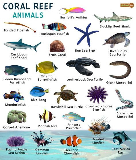 Coral Reef Biome, Reef Animals, Coral Reef Animals, Animals List, Purple Sea Urchin, Zebra Shark, Coral Reef Ecosystem, Ocean Projects, Loggerhead Sea Turtle