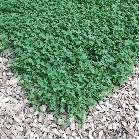 White Clover Lawn, Clover Lawns, White Dutch Clover, Lawn Alternative, Clover Lawn, Clover Seed, Seeding Lawn, Lawn Alternatives, White Clover