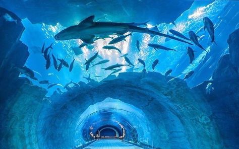 Discover the best indoor activities to enjoy in Dubai, ranging from shopping at world-class malls to skiing at indoor slopes and experiencing unique attractions like VR parks and aquariums. Dubai Mall Aquarium, Dubai Activities, Dubai Frame, Dubai Aquarium, Dubai Attractions, Dubai Tour, Istanbul Travel, Fun Activities To Do, Dubai Travel