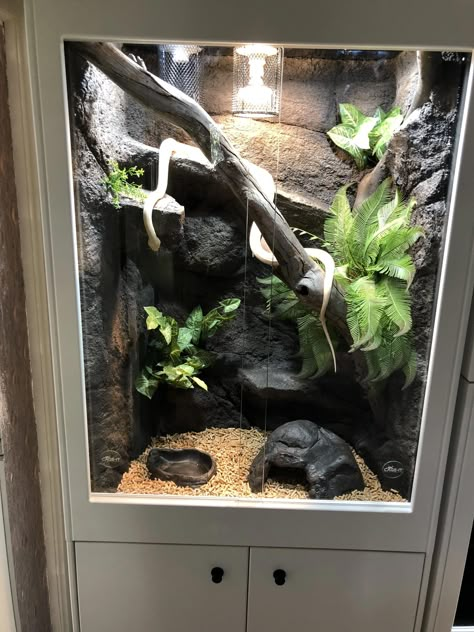 Diy Reptile Cage, Lizard Terrarium, Snake Cages, Diy Reptile, Terrariums Diy, Snake Terrarium, Snake Enclosure, Snake Tank, Reptile House