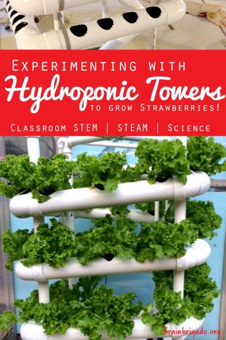 STEM STEAM Science Hydroponics - Growing hydroponic plants in your middle school science classroom Hydroponic Gardening Diy, Indoor Vegetables, Hydroponics Diy, Hydroponic Plants, Stem Classroom, Growing Strawberries, Aquaponics System, Hydroponic Gardening, Garden Club