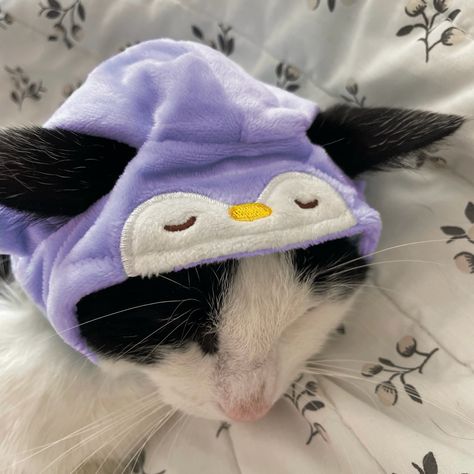 cute cat with light purple/lilac penguin shaped hat aesthetic Animals Purple Aesthetic, Purple Cat Aesthetic, Cute Purple Pfp, Light Purple Pfp, Rainbow Bedrooms, Purple Penguin, Purple Ios, Purple Aesthetics, Penguin Costume