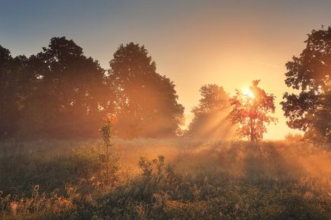 Stunning spring morning on meadow with wildflowers. Bright morning sunlight illuminate spring scene. Panoramic spring background. Meadow Aesthetic, Ipad Inspiration, Meadow Background, Sunlight Morning, Morning Landscape, Bright Morning, Meadow Landscape, Morning Sunlight, Spring Scene