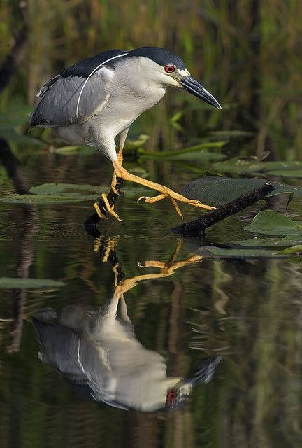 Black Crowned Night Heron- Nycticorax nycticorax- fishing,… | Flickr Night Heron, Everglades National Park, Black Crown, Sea Life, Pet Birds, National Park, National Parks, Fishing, Birds