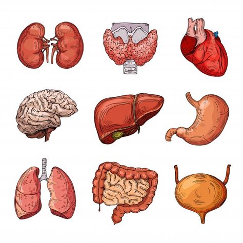 Human Internal Organs, Cartoon Brain, Anatomy Organs, Human Organs, Medical Stickers, Human Body Organs, مشروعات العلوم, Human Organ, Science Stickers