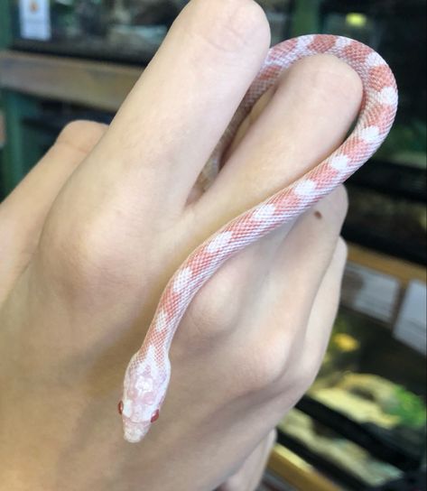 Corn Snakes Pet, Cute Pet Snake, Pet Corn Snake, Baby Snakes Cute, Corn Snake Cute, Albino Snakes, Snake Albino, Albino Corn Snake, Snakes Aesthetic