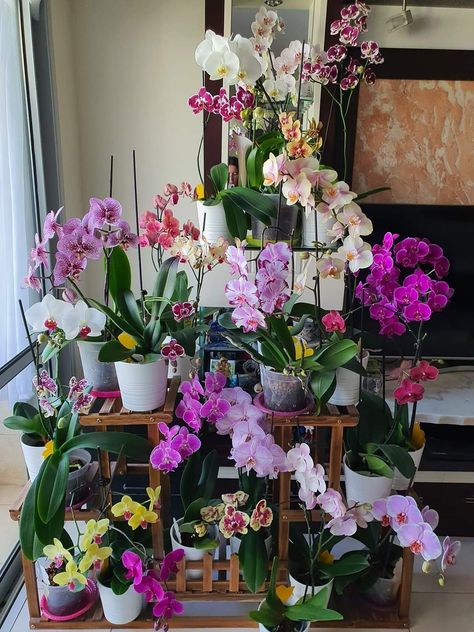 Dmx Orchids, Orchid Setup, Orchid Table Decor, Orchid Display Ideas, Orchid Shelf, Orchid Flower Aesthetic, Orchid Stand, Orchid Aesthetic, Orchid Interior Design