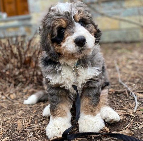 Full Grown Bernedoodle: How Big Do Bernedoodles Get? Toy Bernedoodle Full Grown, Bordoodle Full Grown, Micro Bernedoodle Full Grown, Merle Bernedoodle Full Grown, Bernadoodles Full Grown, Toy Bernedoodle, Mini Bernedoodle Full Grown, Bernedoodle Full Grown, Mini Schnoodle