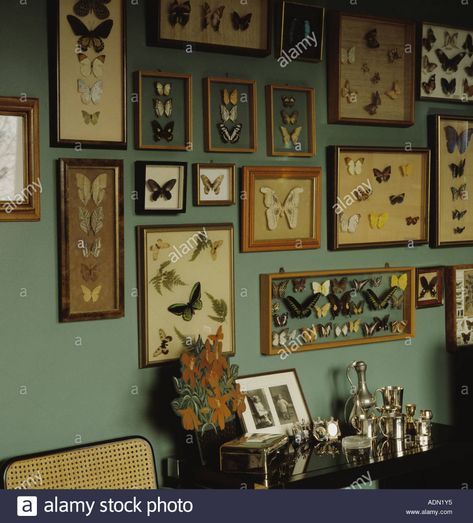 Close-up of framed butterfly collection on dining room wall above silver jugs on small table Stock Photo Framed Butterfly Wall Art, Bug Wall, Insect Decor, Victorian Room, Framed Butterflies, Framed Insect, Framed Butterfly, Insect Wall, Butterfly Room