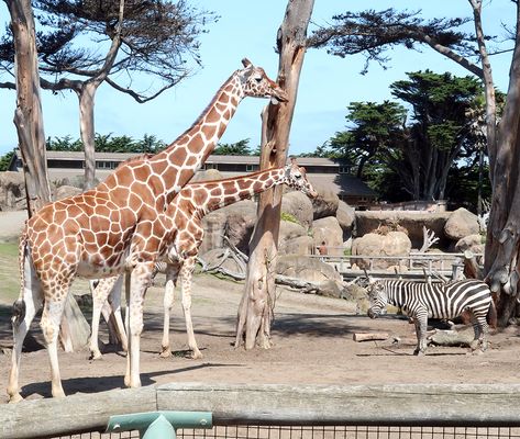 San Francisco Zoo has reopened and it is fun and safe. Click through to read all about visiting the SF Zoo in San Francisco. #sanfrancisco #staycation #staycationsanfrancisco #sfzoo #zoo #familytime #family #summer #travel San Francisco Zoo, Napa Trip, Family Summer, San Francisco Travel, Dear Future Husband, Dear Future, Gold Handbags, Idea Board, The Zoo