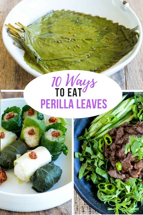 10 ways to eat Perilla leaves! Perilla is a great Korean vegetable belonging to the mint family. #koreanfood #koreanfoodrecipes #perilla #koreancooking #asianfood #kimchimari Shiso Recipe, Korean Lettuce Wraps, Perilla Leaves, Korean Vegetables, Easy Korean Recipes, Recipes To Try At Home, Cibo Asiatico, Korean Side Dishes, Korean Cooking