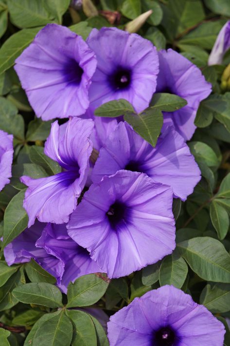 Morning Glorycountryliving Purple Wedding Flower, Purple Morning Glory, Wedding Flower Types, Lilac Varieties, Purple Flowering Tree, Pretty Purple Flowers, Lavender And Lilac, Morning Glory Vine, Purple Flowers Garden