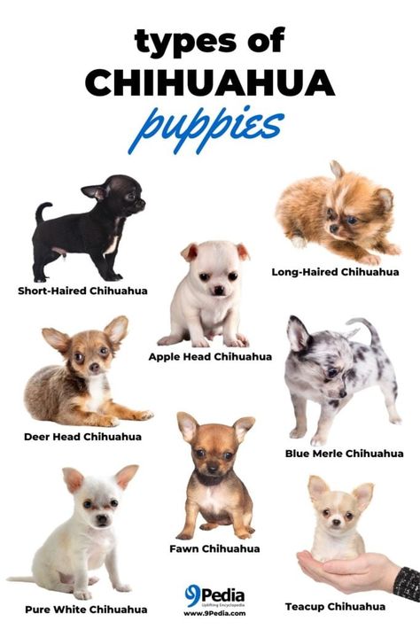 Chichuachua Chihuahua Dogs, Chichuachua Puppies, Cute Chihuahua Puppies, Anjing Chihuahua, Chiwawa Puppies, Long Haired Chihuahua Puppies, Types Of Chihuahua, Psy Chihuahua, Types Of Puppies