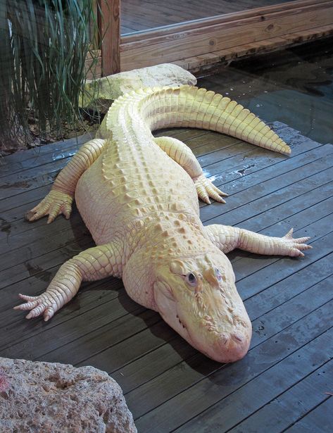 ˚Albino Alligator - Florida Albino Alligator, Melanistic Animals, Rare Albino Animals, White Alligator, Albino Animals, Cute Reptiles, Rare Animals, Pretty Animals, Crocodiles