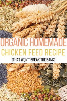 Chicken Feed Recipes, Aesthetic Chicken Coop, Chicken Feed Recipe, Chicken Feed Diy, Homemade Chicken Feed, Farming Aesthetic, Farm Life Aesthetic, Organic Chicken Feed, Aesthetic Chicken