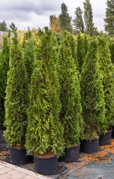 Arborvitae trees in pots at the nursery Shrubs For Shaded Areas, Evergreen Shrubs For Privacy, Arborvitae Landscaping, Dream Backyard Patio, Shrubs For Shade, Small Evergreen Shrubs, Green Giant Arborvitae, Landscaping Shrubs, Emerald Green Arborvitae