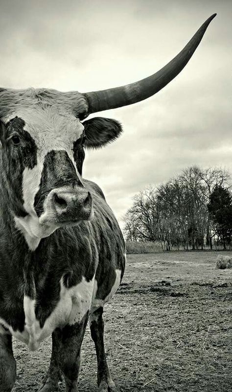 Long Horn, Dream Home, Animal Photography, Buzzfeed, Horn, The House, Cow