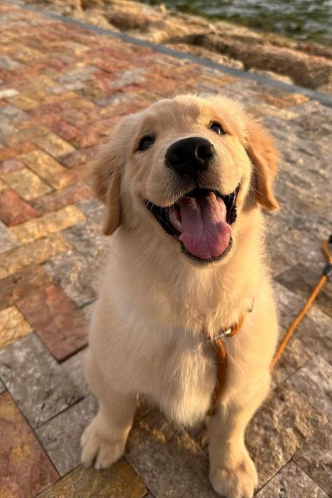 Golden retriever puppies being absolutely precious! Dogs Golden Retriever Puppies, Baby Golden Retrievers, Golden Lab Puppy, Golden Retrievers Puppies, Perros Golden Retriever, Adorable Golden Retriever, Golden Retriever Baby, Golden Retriever Puppies, Brown Puppies