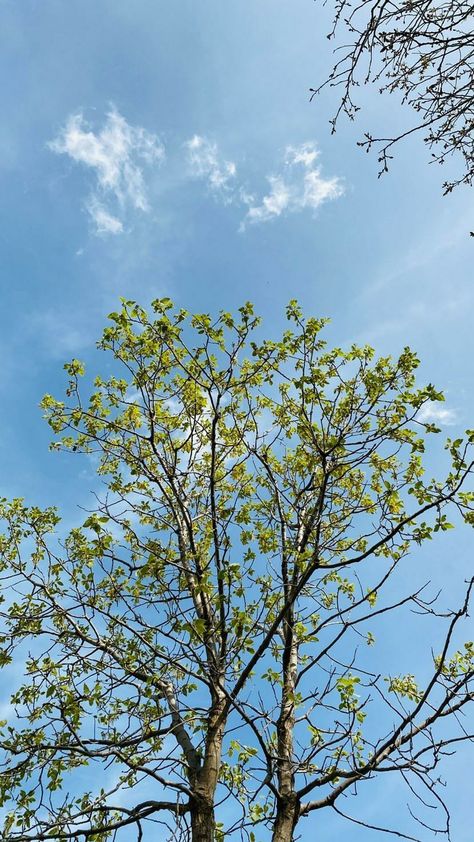 Backgrounds For Selfies, Wallpaper Pohon, Hailey Scott, Wallpaper Tree, Blue Sky Photography, Wallpaper Cantik, Sky Photography Nature, Sky Tree, Nature Instagram