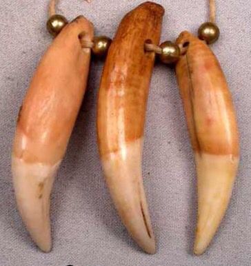 Drilled African teeth, reported as lion teeth, but very often they are from smaller species such as leopards and hyenas. Lion Teeth Pendant, Lion Nails, Ivory Necklace, Bears Nails, Prehistoric Art, My Fantasy World, African Trade Beads, Handmade Jewelry Necklace, Ethnic Art