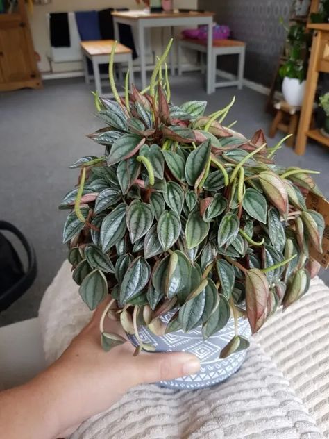 Peperomia Napoli Nights - 8 Things For Better Caring Peperomia Napoli Night, Transplanting Plants, Peperomia Plant, Windowsill Garden, Potted Houseplants, Dish Garden, Indoor Flowers, Miniature Plants, Mother Plant