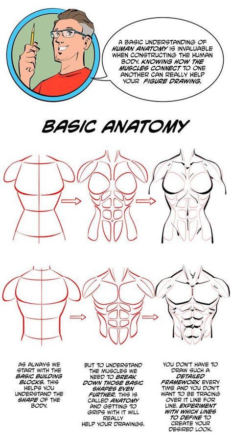 Male Anatomy Tutorial Step By Step, How To Draw Male Muscles, How To Draw The Male Body Anatomy, Muscle Torso Reference, How To Draw Torso Muscles, Human Anatomy Study Art, Muscular Male Body Base Drawing, Muscles Drawing Tutorial, How To Draw Lady Muscles