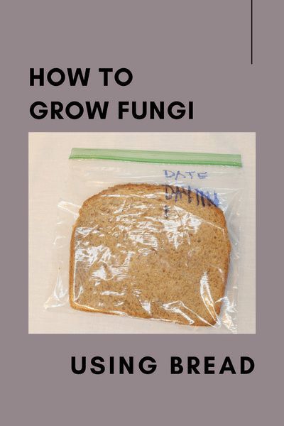 Growing Fungi, Science Camp, Biology Labs, High School Biology, How To Teach Kids, Science Journal, Natural Science, Science Activities For Kids, Easy Science