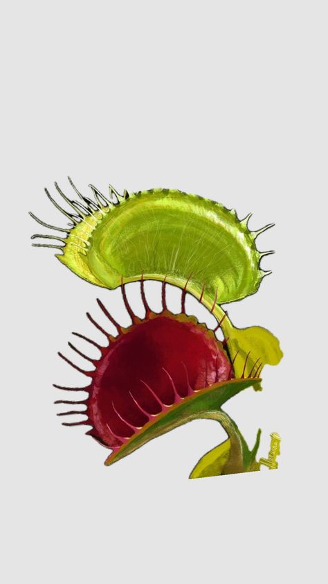 Venus Flytrap Plant, Single Page Website, Plante Carnivore, Weird Plants, Fungal Nail, Plant Fungus, Venus Fly Trap, Fly Traps, Plant Aesthetic