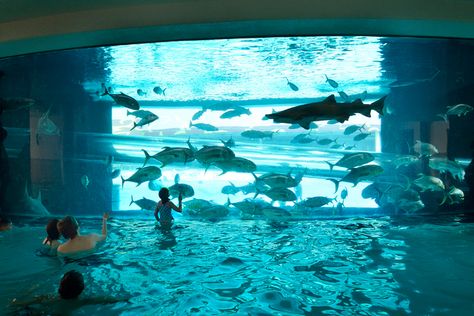 Swim with the sharks at the Golden Nugget — PHOTOS | Las Vegas Review-Journal Golden Nugget Las Vegas, Las Vegas Pool, Las Vegas With Kids, Tank Pool, Las Vegas Photos, Golden Nugget, Night Swimming, Fun Places To Go, Vegas Trip