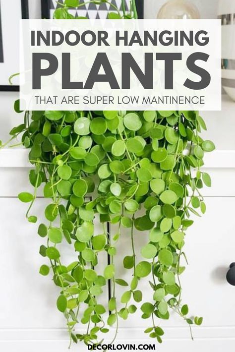 Beautiful indoor hanging plants that are low maintenance. Bring life into your home with the top 7 indoor hanging plants you cant kill! Best Indoor Hanging Plants, Indoor Hanging Plants, Tanaman Indoor, Household Plants, Hanging Plants Indoor, Survival Gardening, Inside Plants, Best Indoor Plants, Decoration Plante