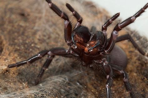 Sydney Funnel Web Spider, Dangerous Spiders, Funnel Web Spider, Poisonous Spiders, Spider Venom, Web Spider, Le Male, Creature Feature, Arachnids