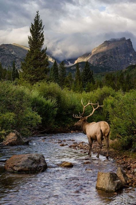 Regnul Animal, Mule Deer, Landscape Designs, Rocky Mountain National, Rocky Mountain National Park, Animal Tattoos, Rocky Mountain, Pet Grooming, Kolkata