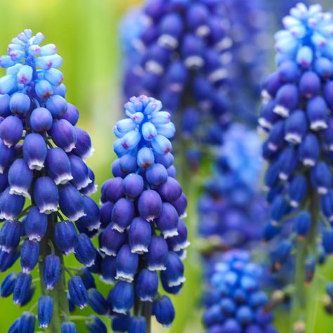 Muscari Flowers, Hyacinth Flowers, Spring Bulbs, Flower Photos, Front Garden, Outdoor Plants, Dream Garden, Horticulture, Cottage Garden