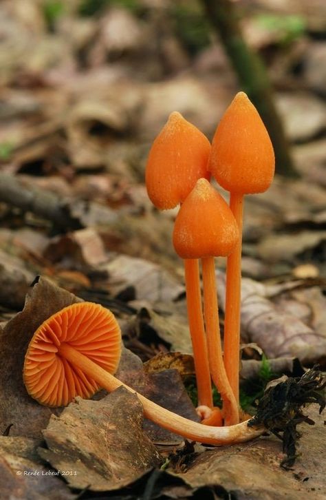 Orange Mushroom, Lichen Moss, Mushroom Pictures, Slime Mould, Rick Y Morty, Mushroom Fungi, Magical Garden, Wild Mushrooms, Mushroom Art