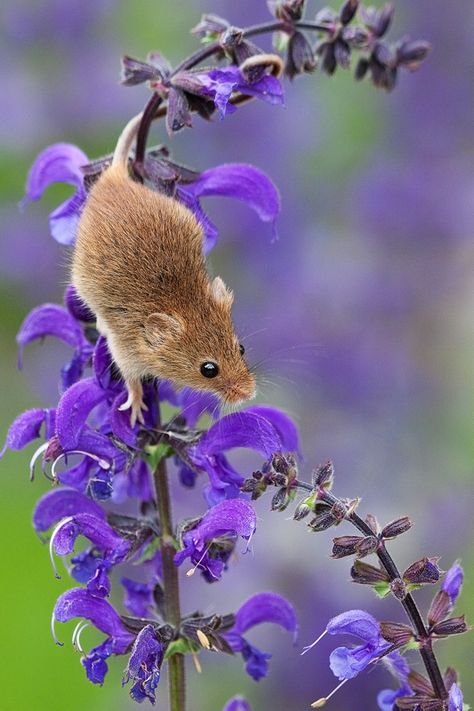 Harvest Mouse, British Wildlife, Airbrush Art, Little Critter, Cute Mouse, 4 Seasons, Hamsters, Sweet Animals, Animal Photo