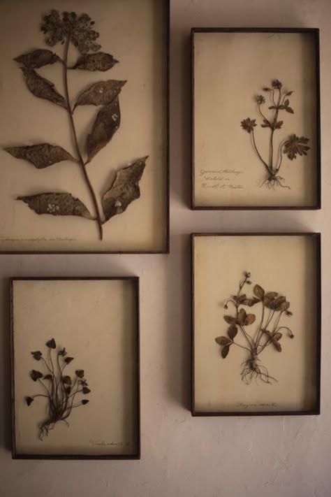 Herbarium Art, Woodworking Jobs, Woodworking Projects For Beginners, Pressed Flower Crafts, Fleurs Diy, Pressed Flower Art, Nature Collection, Nature Journal, How To Organize