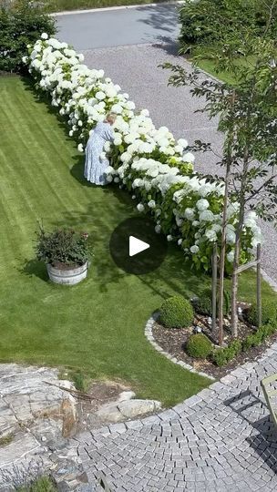 Hasta And Hydrangea Garden, Hortensia Garden Ideas, Hydrangea White Garden, Hydrangea Farm, Hortensia Garden, Hydrangea Grandiflora, Have A Nice Day, Nice Day, Garden Flowers