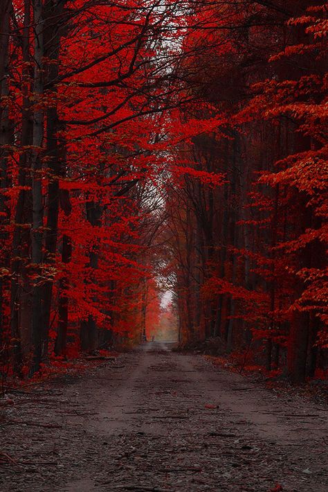 Fantasy Biomes, Red Aethstetic, Red Pears, Forest Wallpaper, Autumn Scenery, Red Art, Beautiful Nature Wallpaper, Red Wallpaper, Fall Wallpaper