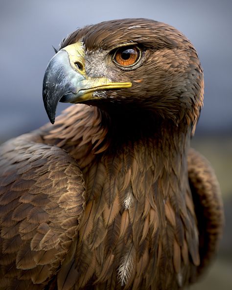 ArtStation - Golden Eagle | Breakdown Mexican Golden Eagle, Golden Eagle Photography, Golden Eagle Drawing, Golden Eagle Tattoo, Eagle Reference, Golden Eagle Flying, Golden Eagle Art, Scottish Animals, Brown Eagle