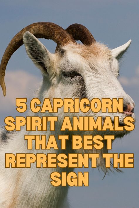 Capricorn is one of many Zodiac signs represented by spirit animals! This famine, Cardinal, Earth sign is stable, practical and wise. The following article explores the 5 Capricorn spirit animals that are most connected to it! #Capricorn #SpiritAnimal Capricorn Mythical Creature, Capricorn Spirit Animal, Capricorn Animal, Capricorn Witch, Animal Omens, Animal Zodiac Signs, Capricorn Signs, Capricorn Daily Horoscope, Capricorn Personality