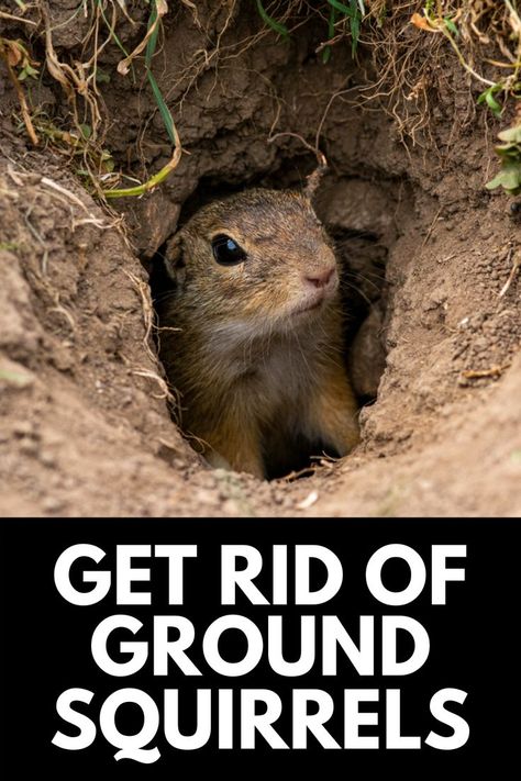 Rodent Proof Garden, Ground Squirrel Repellent How To Get Rid, Get Rid Of Squirrels In Yard, Ground Squirrels How To Get Rid Of, Ground Hog Deterrent, How To Get Rid Of Squirrels, How To Get Rid Of Squirrels In Your Yard, How To Get Rid Of Chipmunks In Yard, Gophers Get Rid Of