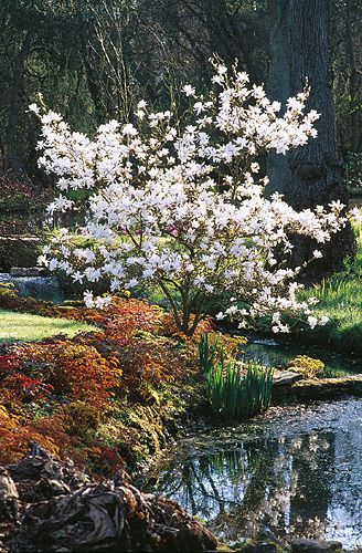 Small Landscape Trees, Magnolia Garden, Star Magnolia, Magnolia Stellata, Magnolia Gardens, Garden Shrubs, Magnolia Trees, Love Garden, Delicate Flowers