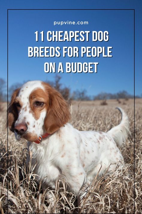 11 Cheapest Dog Breeds For People On A Budget Small Dog Breeds Low Maintenance, Pretty Dog Breeds, No Shed Dog Breeds, Mini Dogs Breeds, Small Mixed Breed Dogs, Non Shedding Dog Breeds, Mix Breed Dogs, Healthiest Dog Breeds, Best Small Dog Breeds